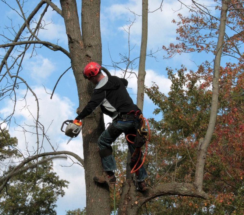 cj-tree-1059416_1920
