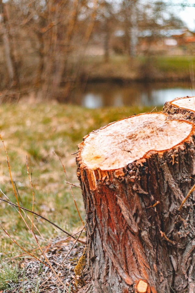 pexels-arlindphotography-31538522